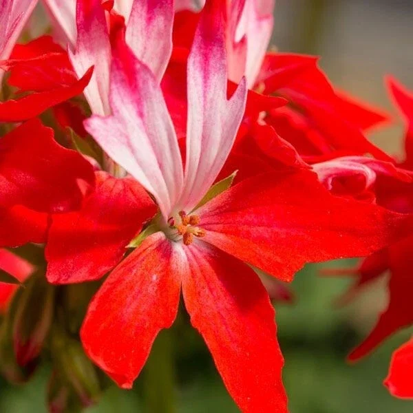 Geranium Pelargonium Fireworks Red - 3 Live 6" Unrooted Cuttings - Live Flower Plant - Image 2