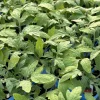 German Johnson Heirloom Tomato Live Plants - 3 Pack, 6-10 inches Tall - Image 1