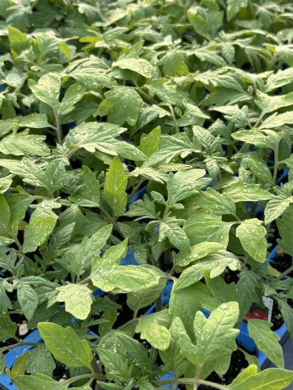 German Johnson Heirloom Tomato Live Plants - Set of 2, 6-10 inches, Vegetative Stage German Johnson Heirloom Tomato Live Plants - Set of 2, 6-10 inches, Vegetative Stage - Image 1