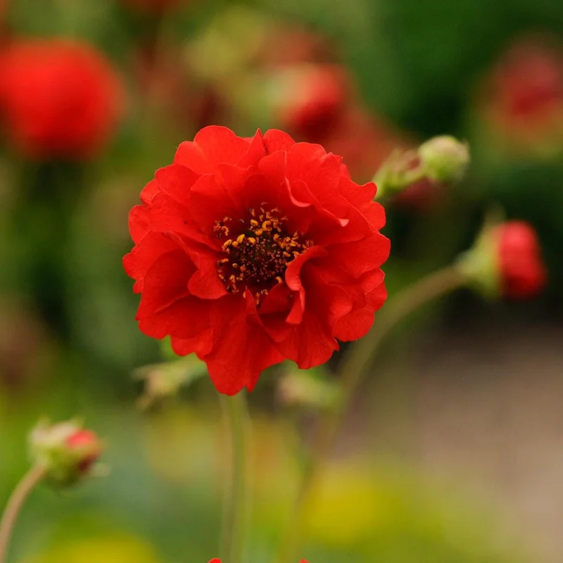 Geum 'Blazing Sunset' Perennial Live Plant - Vibrant Orange Blooms - Image 1
