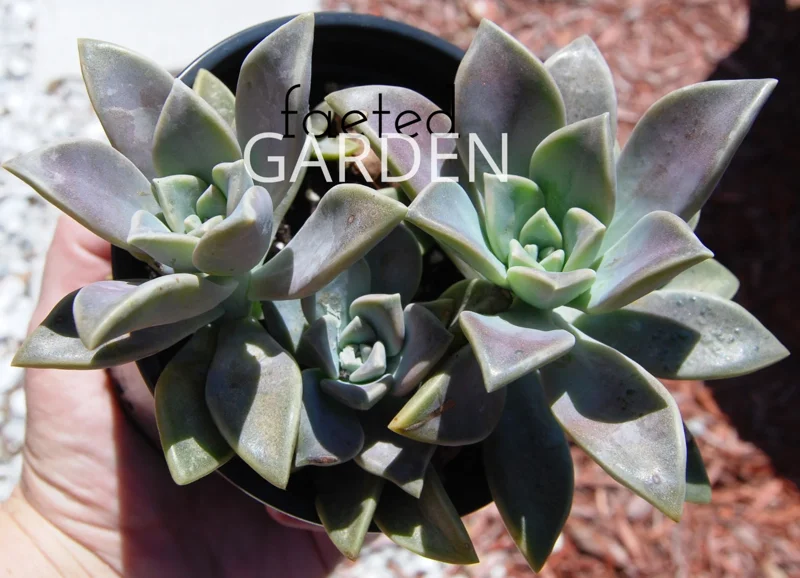 Ghost Plant Graptopetalum Pentandrum Superbum Live Succulent, 2 inch Pot - Image 2