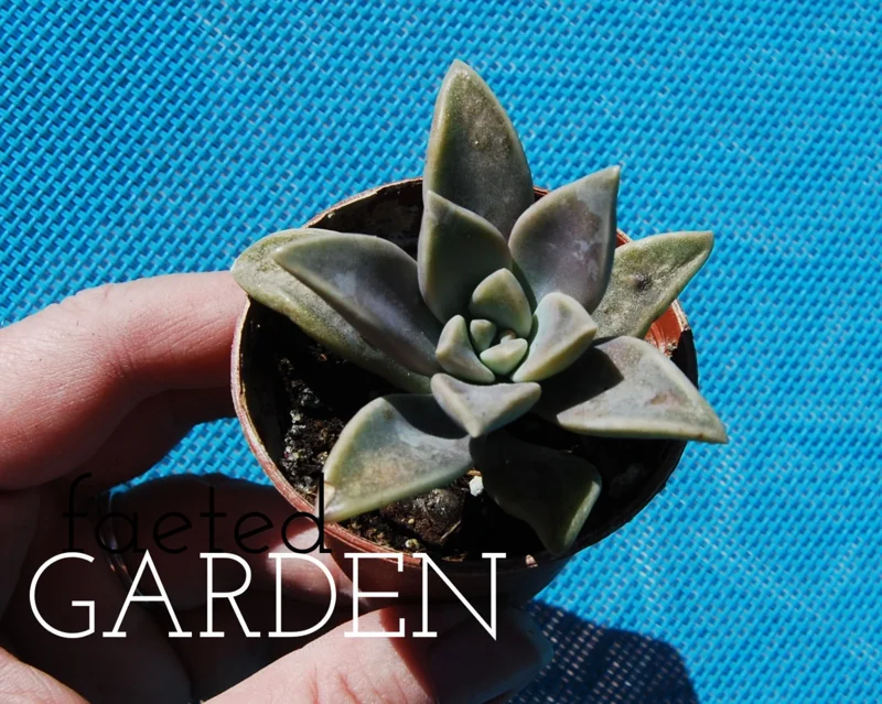 Ghost Plant Graptopetalum Pentandrum Superbum Live Succulent, 2 inch Pot Ghost Plant Graptopetalum Pentandrum Superbum Live Succulent, 2 inch Pot - Image 3