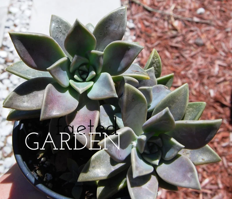 Ghost Plant Graptopetalum Pentandrum Superbum Live Succulent, 2 inch Pot Ghost Plant Graptopetalum Pentandrum Superbum Live Succulent, 2 inch Pot - Image 4