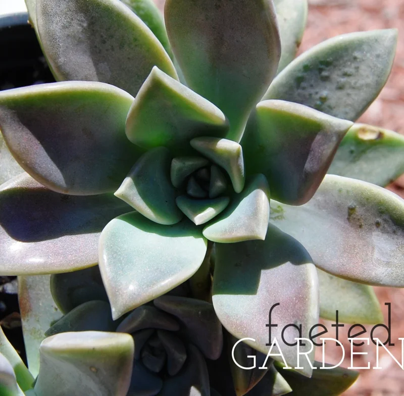 Ghost Plant Graptopetalum Pentandrum Superbum Live Succulent, 2 inch Pot - Image 1