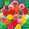 Giant Dinnerplate Dahlia Mix - 5 Live Flower Bulbs - Pink, Red, Yellow Giant Dinnerplate Dahlia Mix - 5 Live Flower Bulbs - Pink, Red, Yellow - Image 1