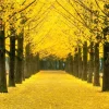 Ginkgo Biloba Live Bare Root Plants - Set of 5, 5-10 Inches Tall, Deciduous Outdoor Tree Ginkgo Biloba Live Bare Root Plants - Set of 5, 5-10 Inches Tall, Deciduous Outdoor Tree - Image 1