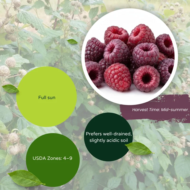 Glencoe Thornless Raspberry Live Plant 4-7in Tall - Purple Berry Bush Starter for Home Garden Glencoe Thornless Raspberry Live Plant 4-7in Tall - Purple Berry Bush Starter for Home Garden - Image 5