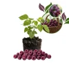 Glencoe Thornless Raspberry Live Plant 4-7in Tall - Purple Berry Bush Starter for Home Garden - Image 1