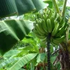 Gold Finger Banana Tree Live Plant - Cold Hardy Musa Edible Fruit Gold Finger Banana Tree Live Plant - Cold Hardy Musa Edible Fruit - Image 1