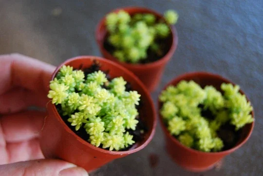 Gold Moss Sedum Acre Live Plant - Creeping Ground Cover Succulent - Image 2