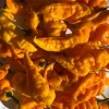 Golden Ghost Pittsburgh Chili Super Hot Pepper Live Plants - 3 Pack - Vegetative Stage - Image 1