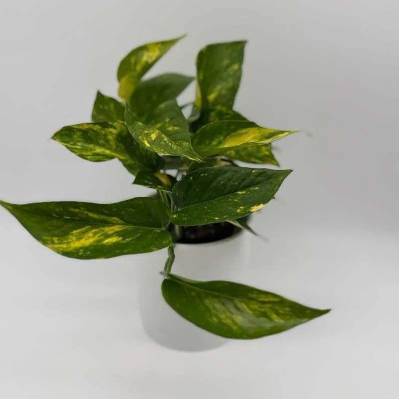 Golden Pothos Live Plant - 4" Pot, Easy Care Trailing Vine for Indoors - Image 2