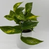 Golden Pothos Live Plant - 4" Pot, Easy Care Trailing Vine for Indoors - Image 1
