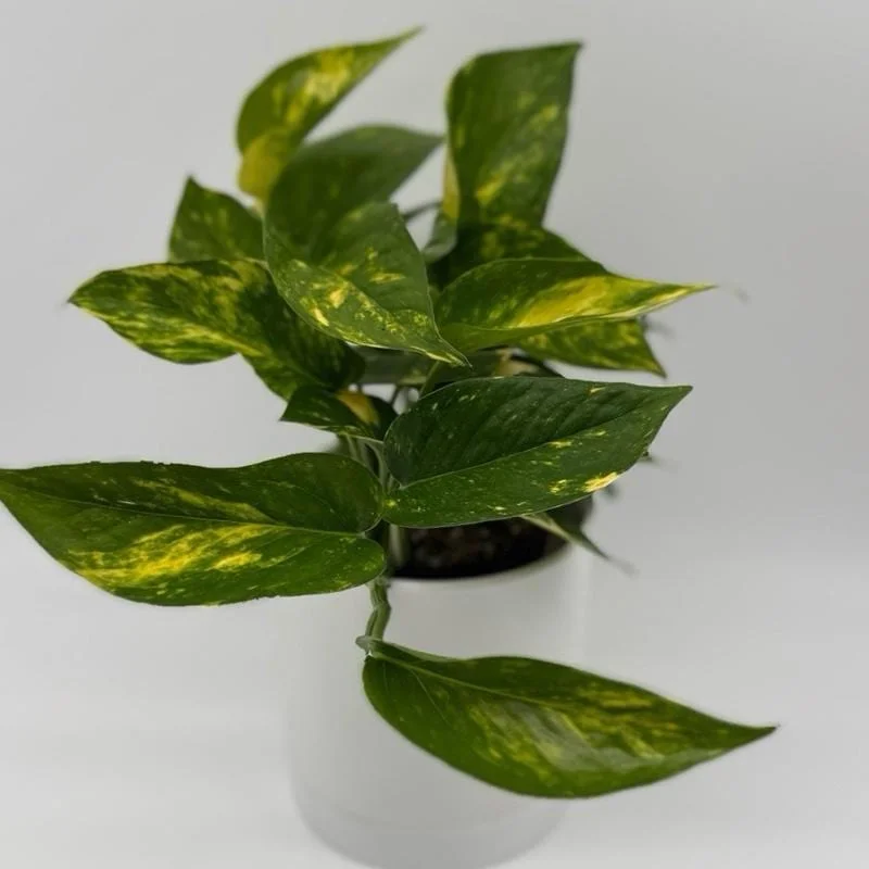 Golden Pothos Live Plant - 4" Pot, Easy Care Trailing Vine for Indoors - Image 1