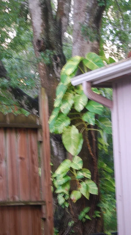 Golden Pothos Live Plant – Epipremnum Aureum Vine – Indoor Houseplant – Easy Care - Image 2