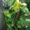 Golden Pothos Live Plant – Epipremnum Aureum Vine – Indoor Houseplant – Easy Care Golden Pothos Live Plant – Epipremnum Aureum Vine – Indoor Houseplant – Easy Care - Image 1