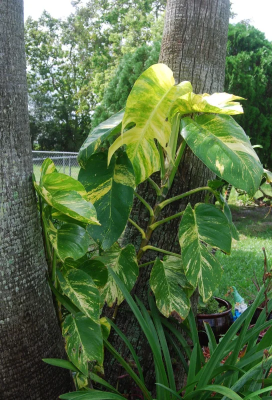 Golden Pothos Live Plant – Epipremnum Aureum Vine – Indoor Houseplant – Easy Care - Image 1
