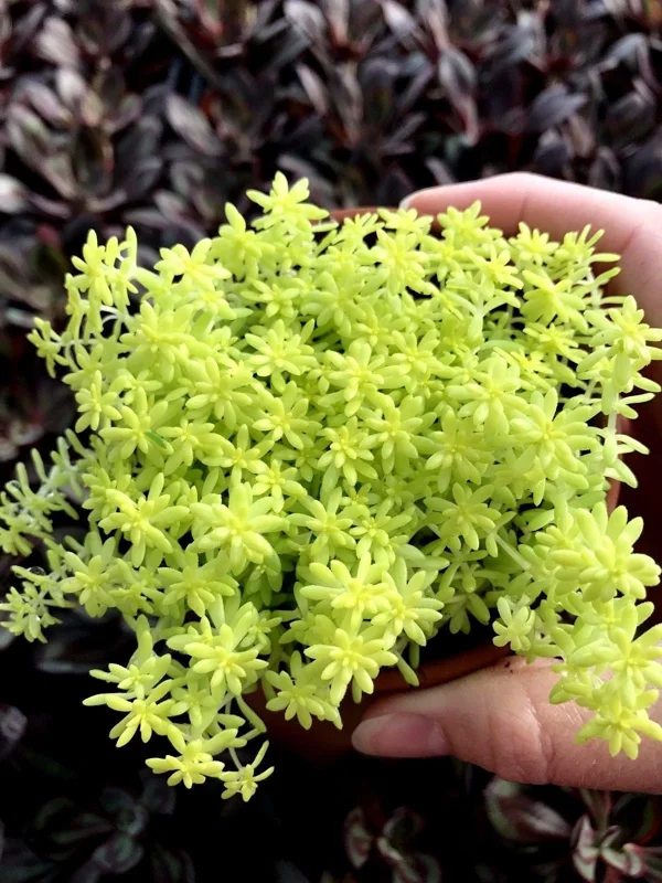 Golden Sedum Moss Tokyo Sun Live Plant - Vibrant Yellow Groundcover Succulent - Image 2