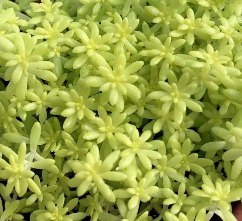 Golden Sedum Moss Tokyo Sun Live Plant - Vibrant Yellow Groundcover Succulent Golden Sedum Moss Tokyo Sun Live Plant - Vibrant Yellow Groundcover Succulent - Image 3