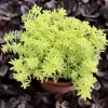 Golden Sedum Moss Tokyo Sun Live Plant - Vibrant Yellow Groundcover Succulent Golden Sedum Moss Tokyo Sun Live Plant - Vibrant Yellow Groundcover Succulent - Image 1