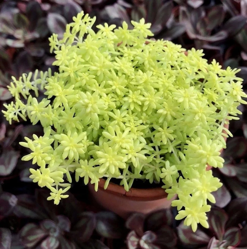 Golden Sedum Moss Tokyo Sun Live Plant - Vibrant Yellow Groundcover Succulent - Image 1