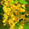 Golden Wisteria Seeds - 5 Rare Climbing Flower Seeds Perennial Vine - Image 1