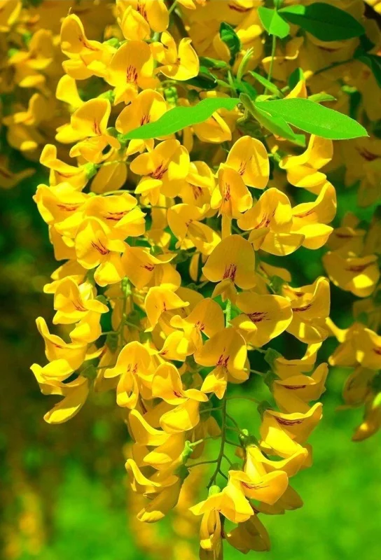 Golden Wisteria Seeds - 5 Rare Climbing Flower Seeds Perennial Vine - Image 1