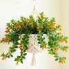 Goldfish Plant Live - 7 Inch Trailing Goldfish Flower Houseplant for Hanging Baskets - Image 1