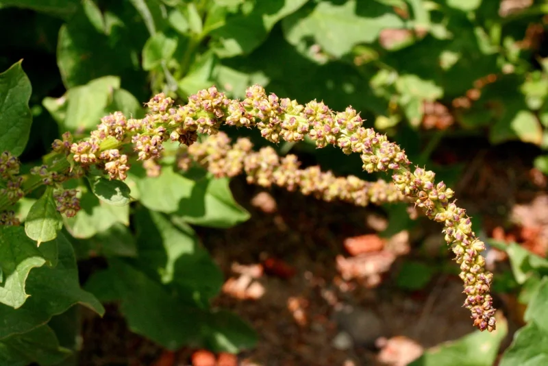 Good-King-Henry Seeds (Chenopodium bonus-henricus) - 100 Perennial Herb Seeds - Image 2