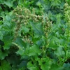 Good-King-Henry Seeds (Chenopodium bonus-henricus) - 100 Perennial Herb Seeds - Image 1