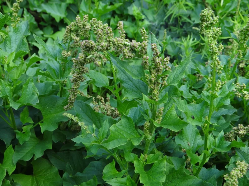 Good-King-Henry Seeds (Chenopodium bonus-henricus) - 100 Perennial Herb Seeds - Image 1