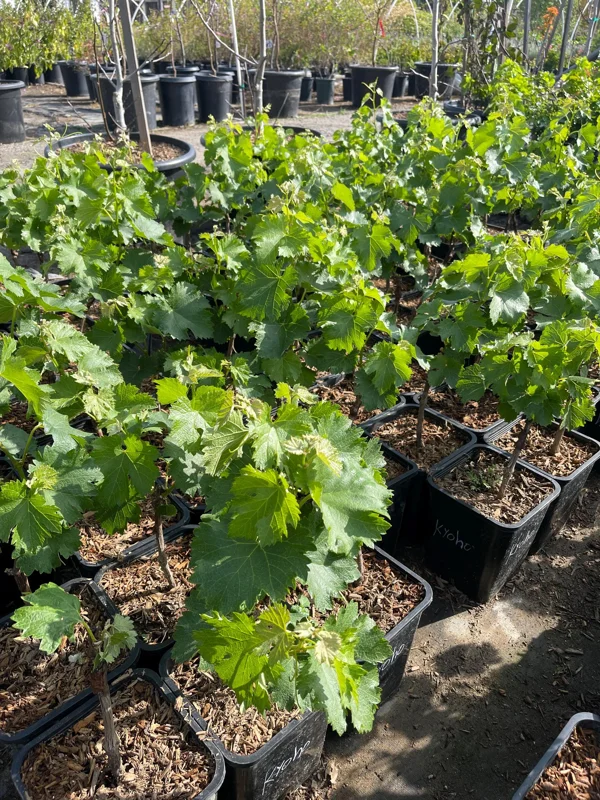 Grafted Kyoho Grape Vine Live Plant - Rare Japanese Variety, 2 Gallon Pot Grafted Kyoho Grape Vine Live Plant - Rare Japanese Variety, 2 Gallon Pot - Image 2