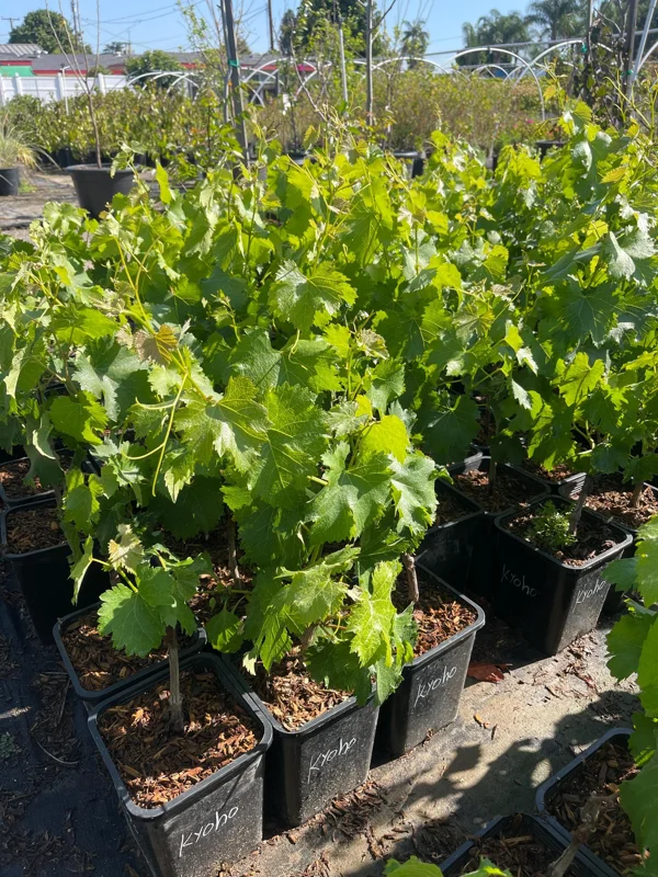 Grafted Kyoho Grape Vine Live Plant - Rare Japanese Variety, 2 Gallon Pot Grafted Kyoho Grape Vine Live Plant - Rare Japanese Variety, 2 Gallon Pot - Image 3