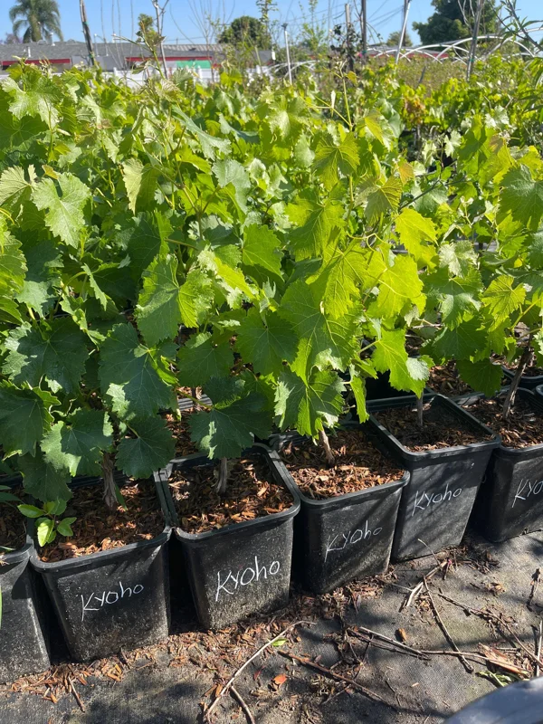 Grafted Kyoho Grape Vine Live Plant - Rare Japanese Variety, 2 Gallon Pot Grafted Kyoho Grape Vine Live Plant - Rare Japanese Variety, 2 Gallon Pot - Image 4