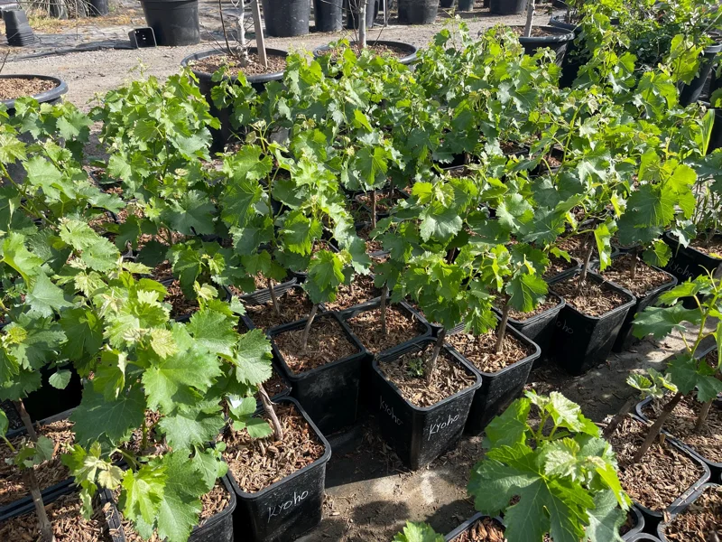 Grafted Kyoho Grape Vine Live Plant - Rare Japanese Variety, 2 Gallon Pot Grafted Kyoho Grape Vine Live Plant - Rare Japanese Variety, 2 Gallon Pot - Image 1