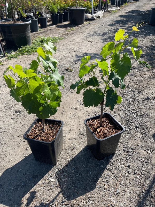 Grafted Kyoho Grape Vine Live Plant - Rare Japanese Variety, 2 Gallon Pot Grafted Kyoho Grape Vine Live Plant - Rare Japanese Variety, 2 Gallon Pot - Image 5