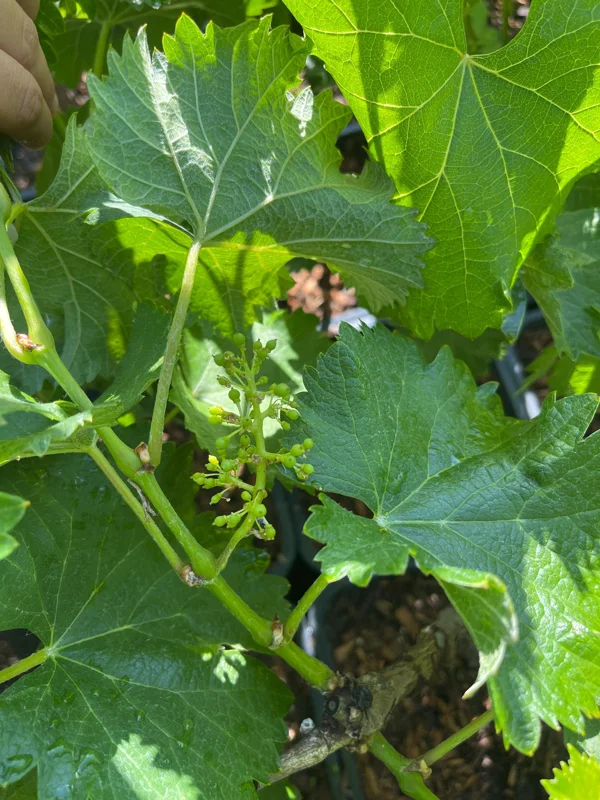 Grafted Kyoho Grape Vine Live Plant - Rare Japanese Variety, 2 Gallon Pot Grafted Kyoho Grape Vine Live Plant - Rare Japanese Variety, 2 Gallon Pot - Image 6