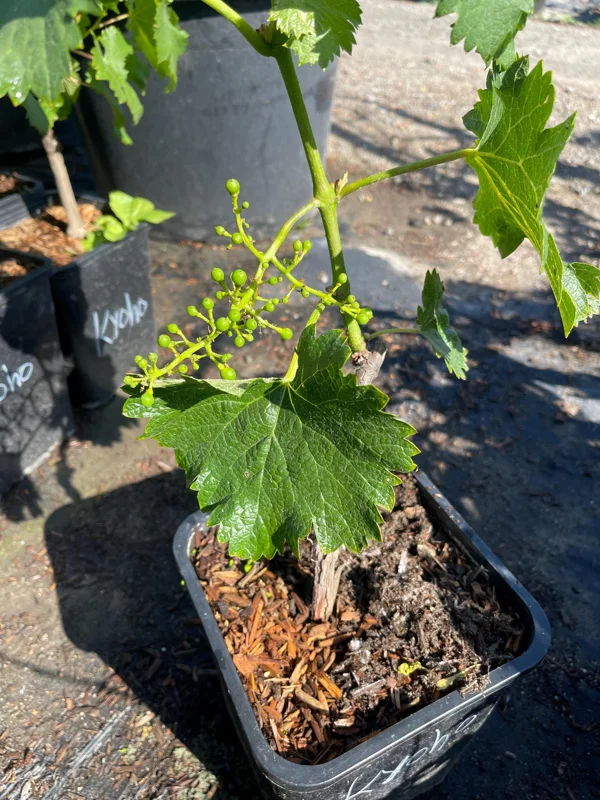 Grafted Kyoho Grape Vine Live Plant - Rare Japanese Variety, 2 Gallon Pot Grafted Kyoho Grape Vine Live Plant - Rare Japanese Variety, 2 Gallon Pot - Image 7