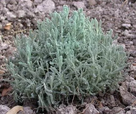 Gray Santolina Live Plant – Lavender Cotton – 1 Gallon Pot – Outdoor Shrub Gray Santolina Live Plant – Lavender Cotton – 1 Gallon Pot – Outdoor Shrub - Image 2