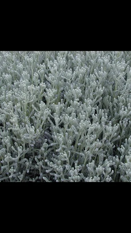 Gray Santolina Live Plant – Lavender Cotton – 1 Gallon Pot – Outdoor Shrub Gray Santolina Live Plant – Lavender Cotton – 1 Gallon Pot – Outdoor Shrub - Image 3