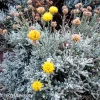 Gray Santolina Live Plant – Lavender Cotton – 1 Gallon Pot – Outdoor Shrub - Image 1