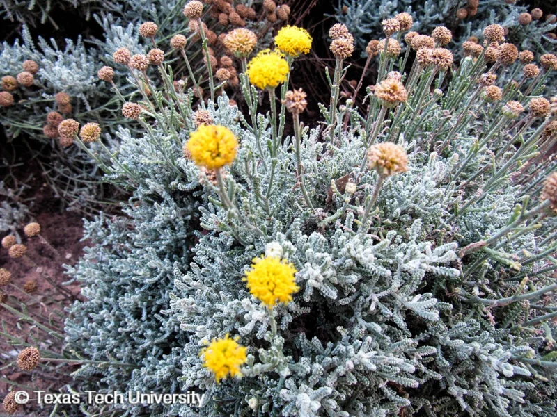 Gray Santolina Live Plant – Lavender Cotton – 1 Gallon Pot – Outdoor Shrub Gray Santolina Live Plant – Lavender Cotton – 1 Gallon Pot – Outdoor Shrub - Image 1