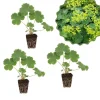 Green Alchemilla Plant Plugs For Garden, Soft Green Foliage Ground Cover - Image 1