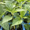 Green Jalapeno Chili Pepper Live Plants - 3 Pack, Super Hot, Vegetative Stage - Image 1