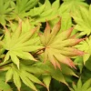 Green Japanese Maple Live Plant – 1 Gallon Pot – Golden Fall Color – Outdoor Tree - Image 1