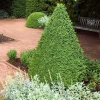Green Mountain Boxwood Live Plant – Cold-Hardy Evergreen Shrub – Quart Pot – Outdoor - Image 1