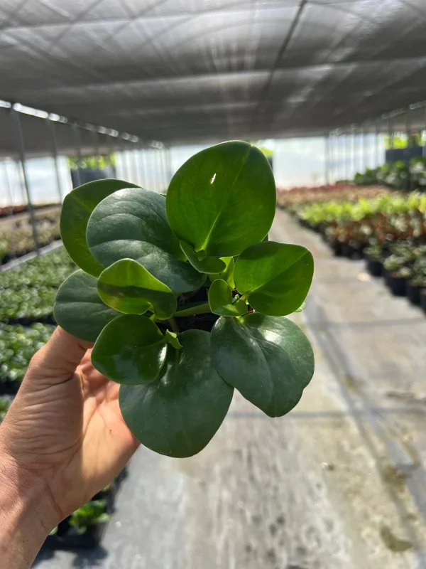 Green Peperomia Radiator Plant Live Tropical Houseplant 4 inch Pot - Image 2