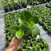Green Peperomia Radiator Plant Live Tropical Houseplant 4 inch Pot Green Peperomia Radiator Plant Live Tropical Houseplant 4 inch Pot - Image 1