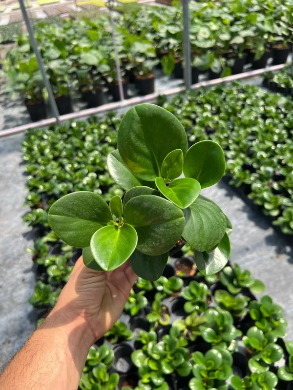 Green Peperomia Radiator Plant Live Tropical Houseplant 4 inch Pot - Image 1