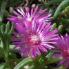 Hardy Ice Plant 1 Gallon Live Plant - Image 1